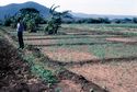 Thumbnail of Mangola modern irrigation image 2