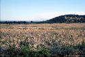 Thumbnail of Extensive sorghum field