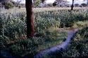 Thumbnail of Furrow in maize field