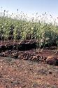 Thumbnail of Konso stone-terrace cultivation image 2