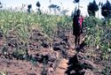 Thumbnail of Konso stone-terrace cultivation image 3