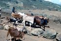 Thumbnail of Cattle being led to water