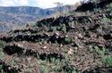 Thumbnail of Muozi (west)