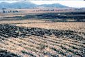 Thumbnail of Rop (Field Ridges)