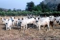 Thumbnail of Nok - cattle