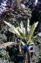 Thumbnail of Wild enset image 1