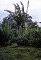Thumbnail of Cultivated enset in Kafa image 1
