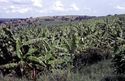 Thumbnail of Bananas in Ntusi