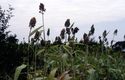Thumbnail of Sorghum in Ntusi image 1