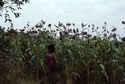 Thumbnail of Sorghum in Ntusi image 2