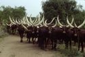 Thumbnail of Ankole cattle image 2