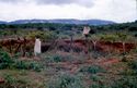 Thumbnail of Two men standing in a field, located in SE Mbulu distract