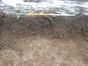 Thumbnail of Photo P1260147 Trench 116 representative section no board