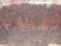 Thumbnail of Photo P2140161  Trench  63 representative section
