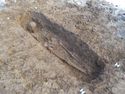Thumbnail of SK. 1205 Photogrammetry