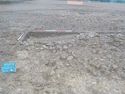 Thumbnail of View E Metalled surface SW quadrant 1x1m 1x2m WB