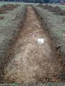 Thumbnail of Photo P2050041 Trench 26 NW facing