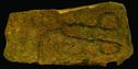 Thumbnail of Graffiti of Phallus, Binchester - ES02