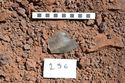 Thumbnail of Small find 256 in situ at Puna Pau