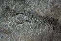 Thumbnail of Single eye petroglyph E15 in quarry bay on  exterior of Rano Raraku