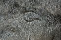 Thumbnail of Single eye petroglyph E15 in quarry bay on  exterior of Rano Raraku