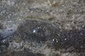 Thumbnail of Possible pair of eye petroglyphs E19 in quarry bay on exterior of Rano Raraku