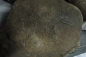 Thumbnail of Octopu (?) petroglyph on slab located at MAPSE - Museo Rapa Nui