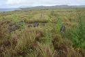 Thumbnail of Hare paenga and partial pavement AMS014 - Ara Moai South
