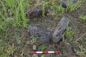 Thumbnail of Umu AMS050 - Ara Moai South