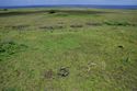 Thumbnail of Manavai AMS063 - Ara Moai South