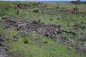 Thumbnail of Manavai AMS082 - Ara Moai South