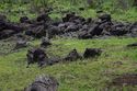 Thumbnail of Possible avanga/chicken house AMS083 - Ara Moai South