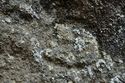 Thumbnail of Single eye petroglyph E16 in quarry bay on  exterior of Rano Raraku