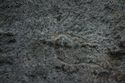 Thumbnail of Single eye petroglyph E17 in quarry bay on  exterior of Rano Raraku