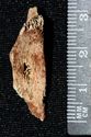 Thumbnail of ?burnt bone from (2086)