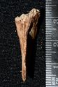 Thumbnail of ?burnt bone from (2086)