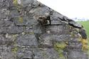 Thumbnail of south eaves fragment of wallplate IS