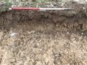 Thumbnail of Trench 6 furrow section 6004 facing SW