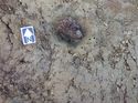 Thumbnail of Posthole with wood