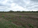 Thumbnail of Post exc field shots