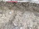 Thumbnail of Trench 385 ditch 385004 facing NE