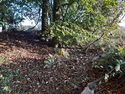 Thumbnail of Photo 083219 vegetation cover within the monument area 1
