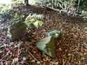 Thumbnail of Photo 083238 vegetation cover within the monument area, loose stones on surface