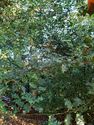 Thumbnail of Photo 083324 vegetation cover within the monument area 4