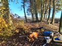 Thumbnail of Photo 085019 ongoing tree removal, bank