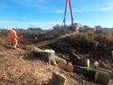 Thumbnail of Photo 095000 ongoing tree removal, tree felling onto protected ground