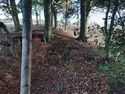 Thumbnail of Photo 095002 undergrowth removed, bank