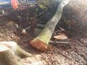 Thumbnail of Photo 095023 ongoing tree removal, tree felling onto protected ground