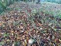 Thumbnail of Photo 095033 undergrowth removed, ditch