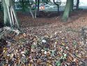Thumbnail of Photo 095103 undergrowth removed, disturbance feature 2